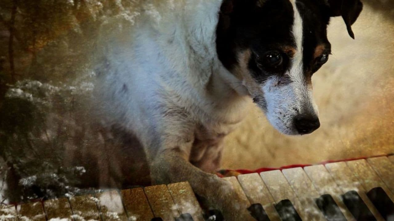 Coração de Cachorro