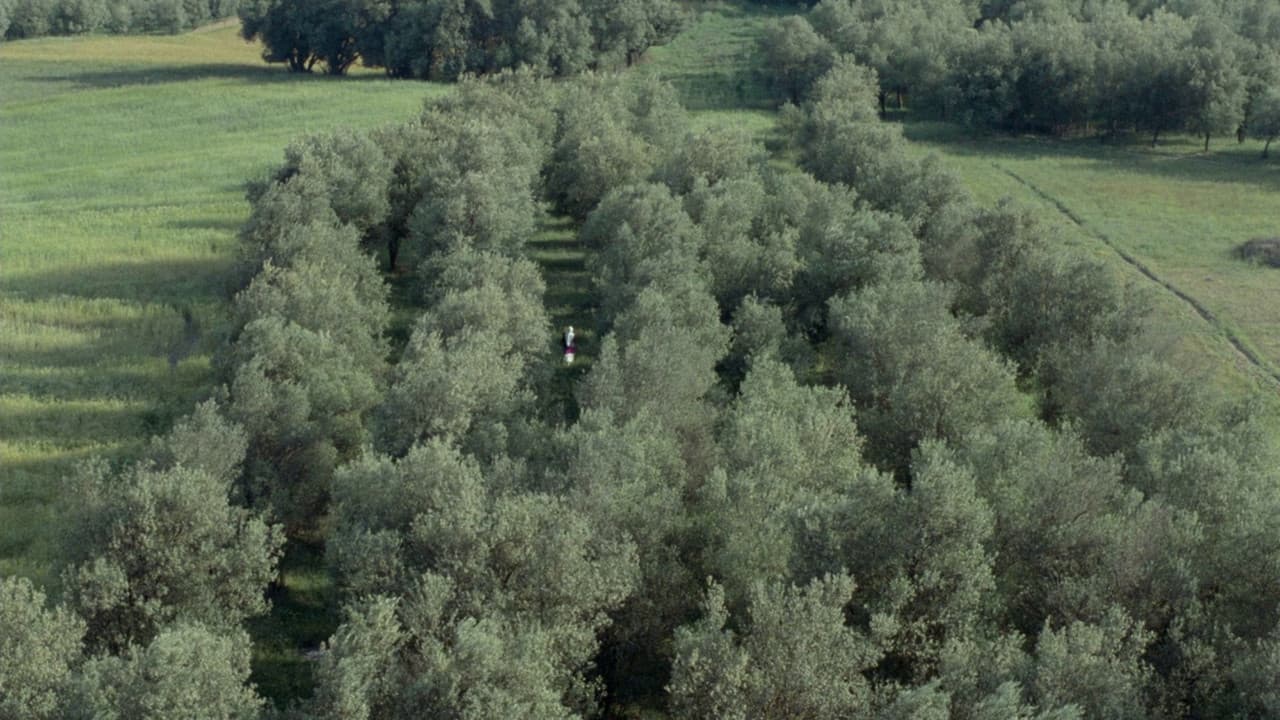 Através das Oliveiras