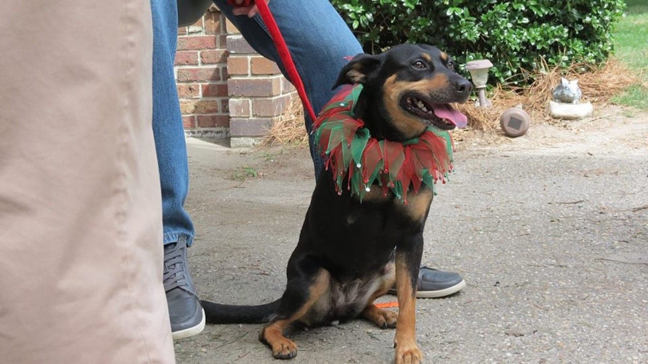 12 Dias de Cão