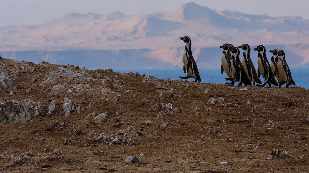 Andes: Batalhas de Sobrevivência