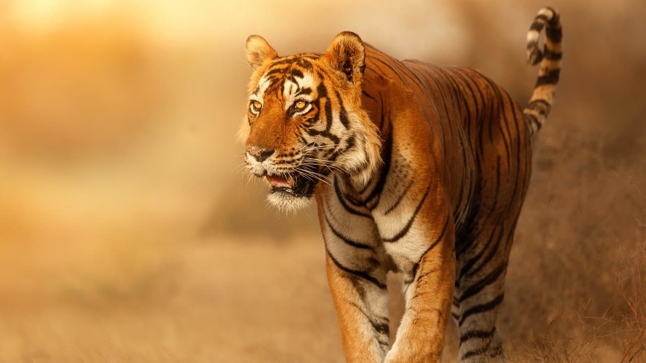 Gatos Selvagens da Índia