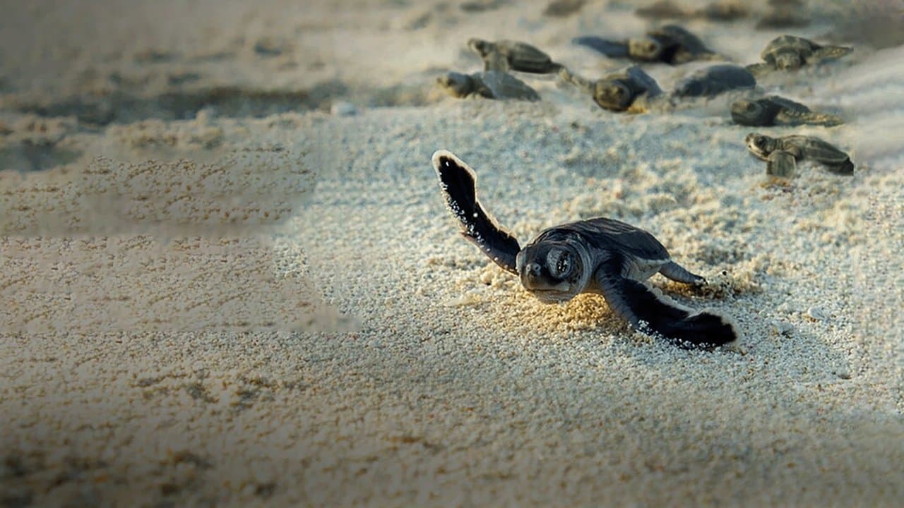 As Mais Incríveis Viagens de Animais