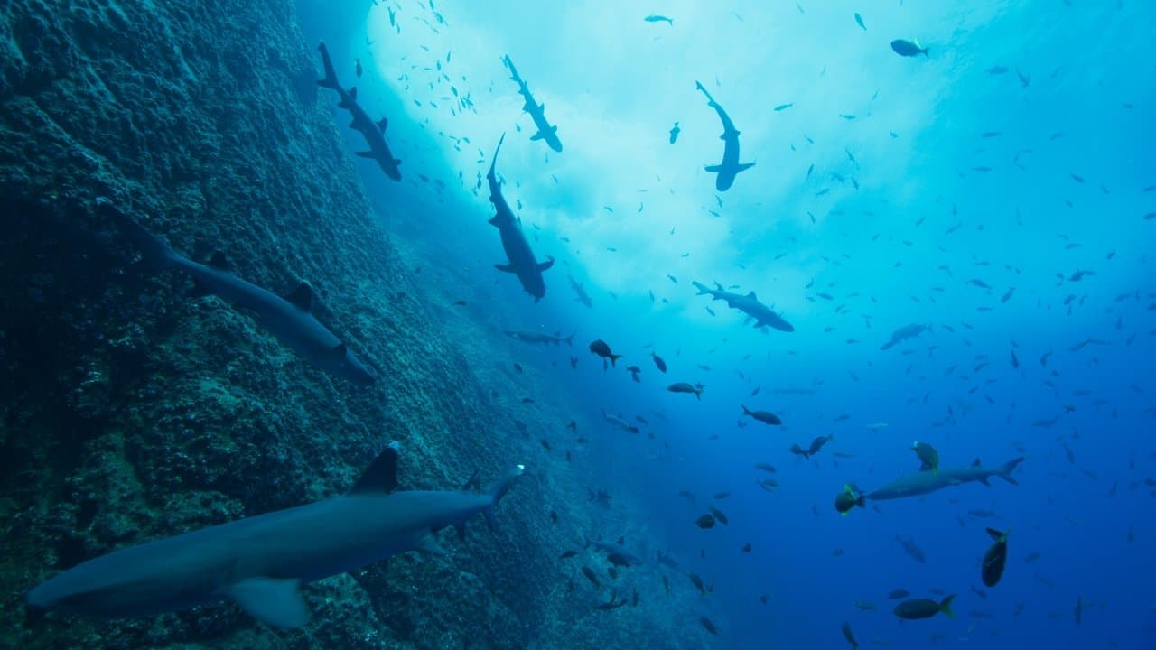 Nossos Oceanos