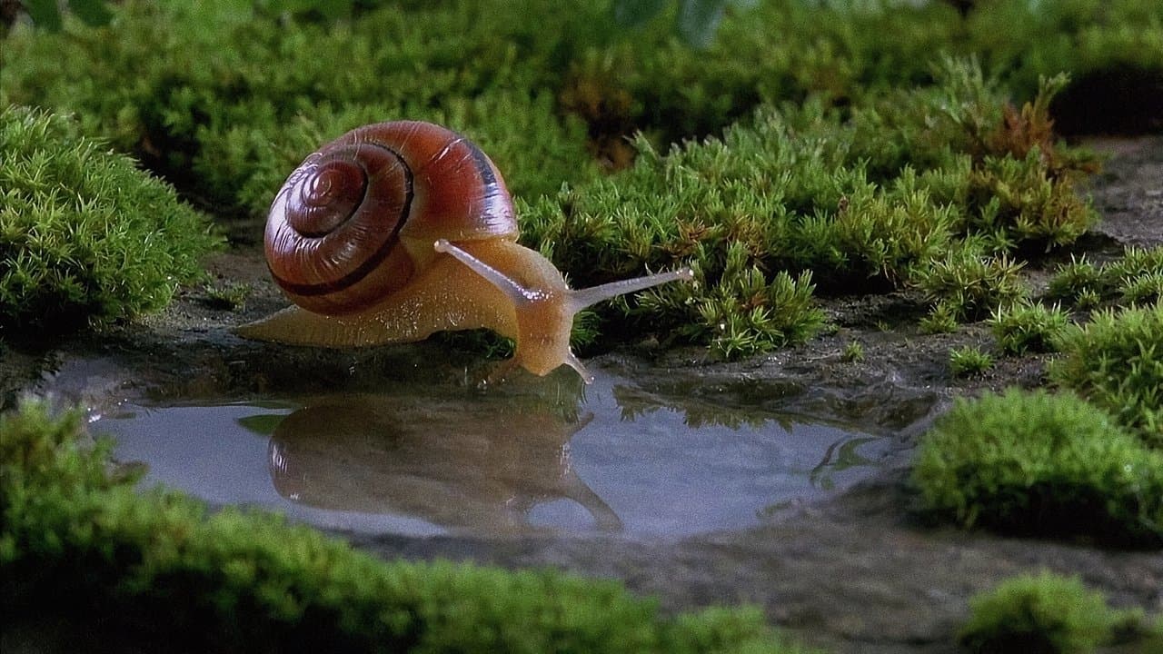Microcosmos: Fantástica Aventura da Natureza