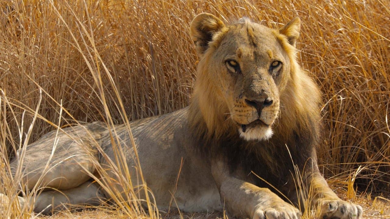 O País dos Grandes Felinos