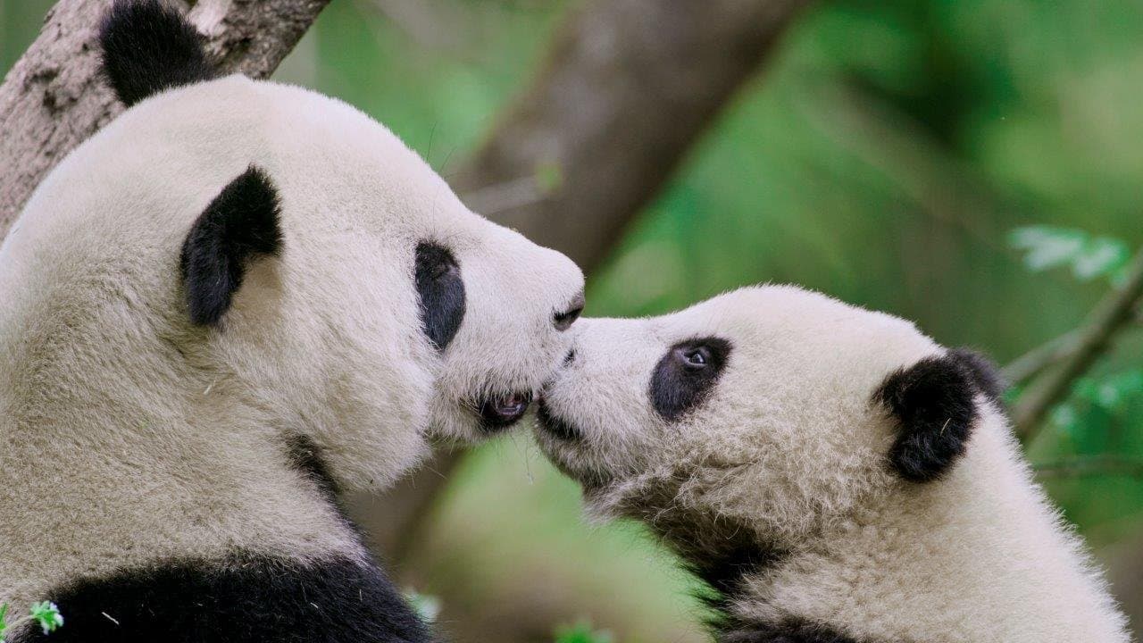 Reinos Desconhecidos da China