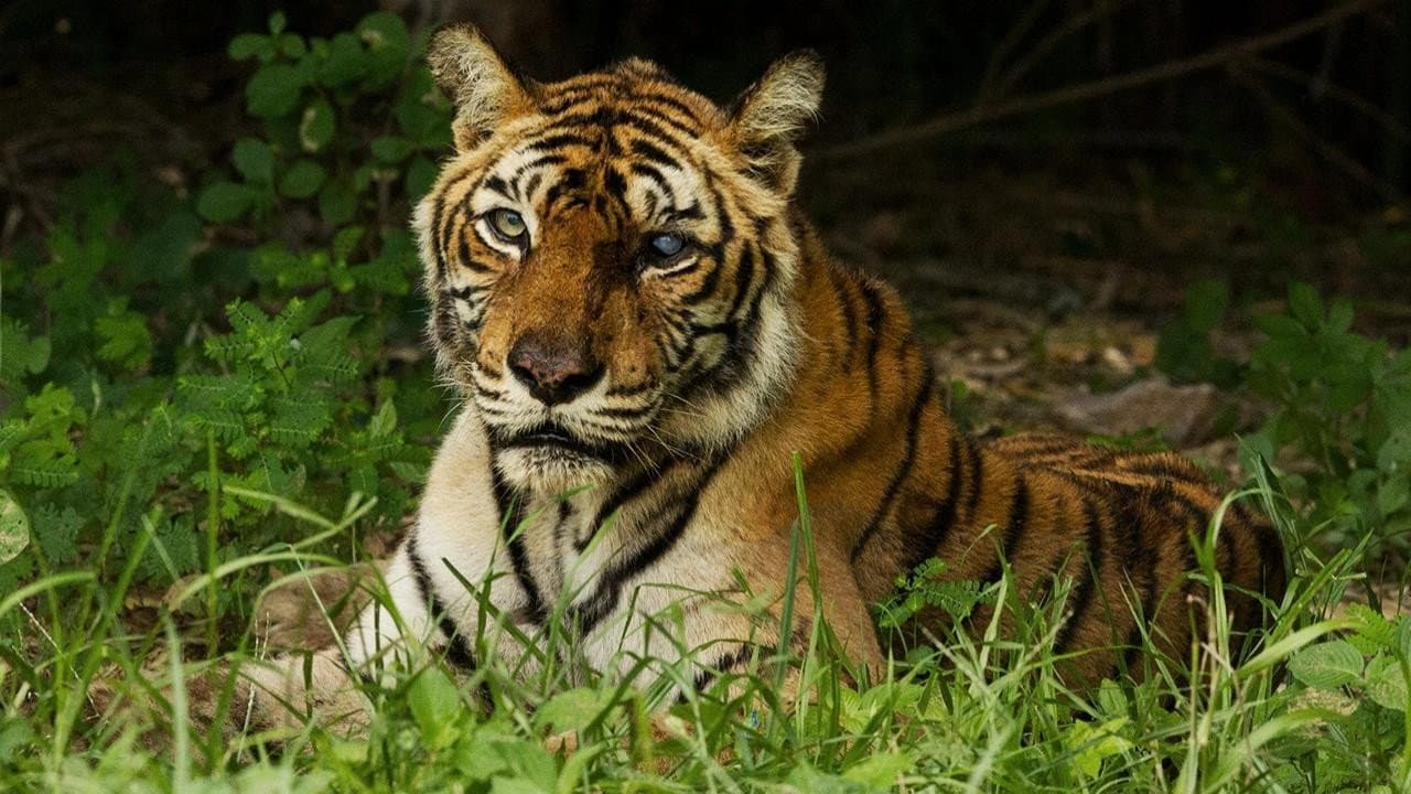 A Tigresa Mais Famosa do Mundo