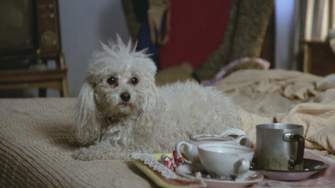 Caniche