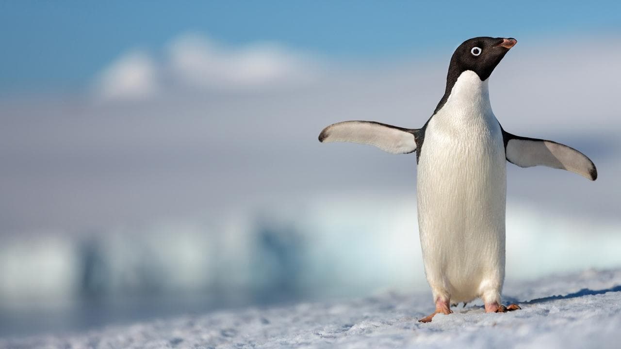 Pinguins