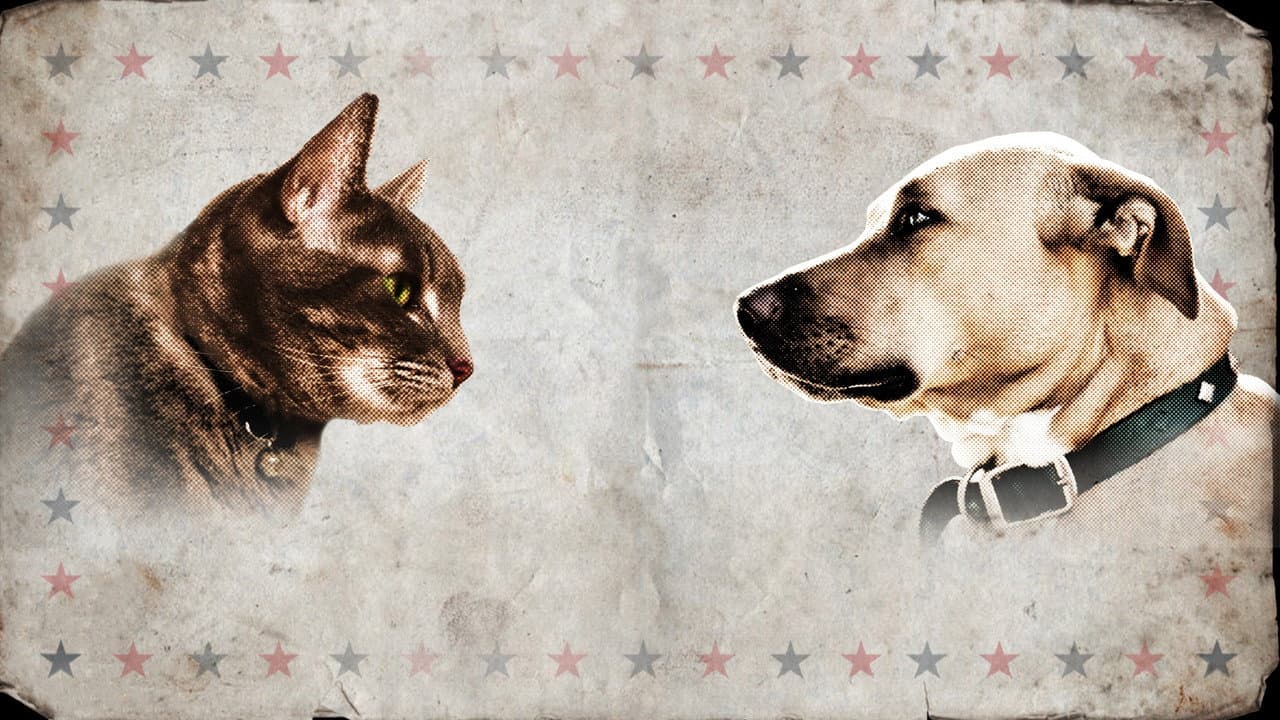 Meu Amigo Cão, Meu Amigo Gato