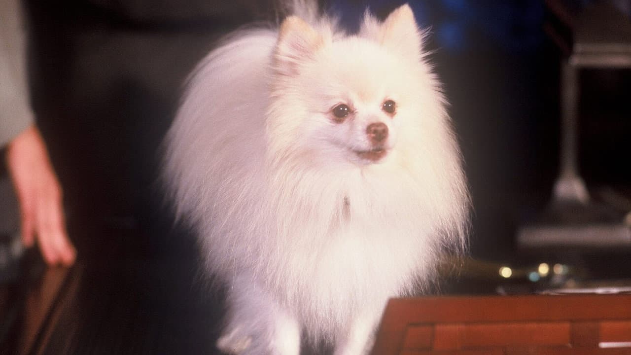 Quigley: Um Cachorro Pra Lá de Humano