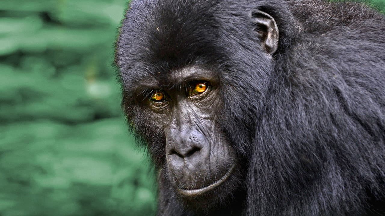 Uganda: Destino Secreto