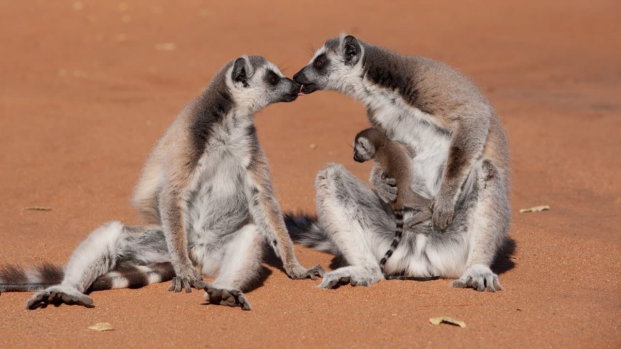 Ilha dos Lêmures: Madagascar