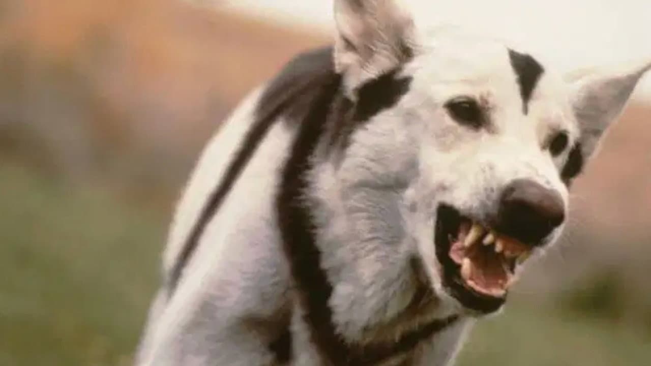 Cachorro Atômico