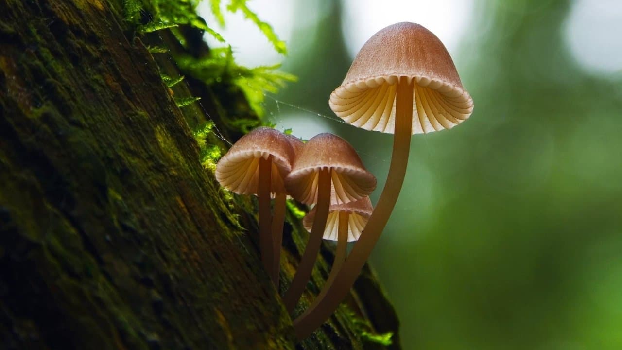 Fungos Fantásticos