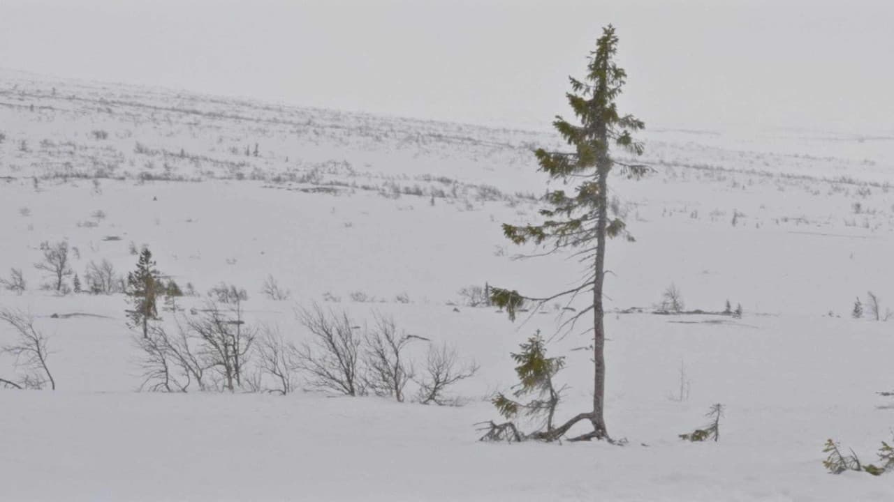 Un arbre és un arbre