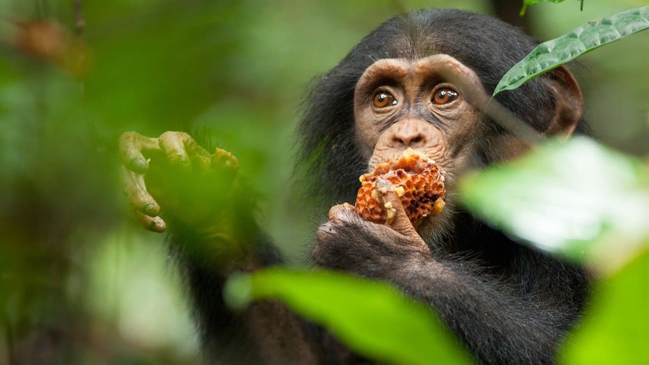 Chimpanzé