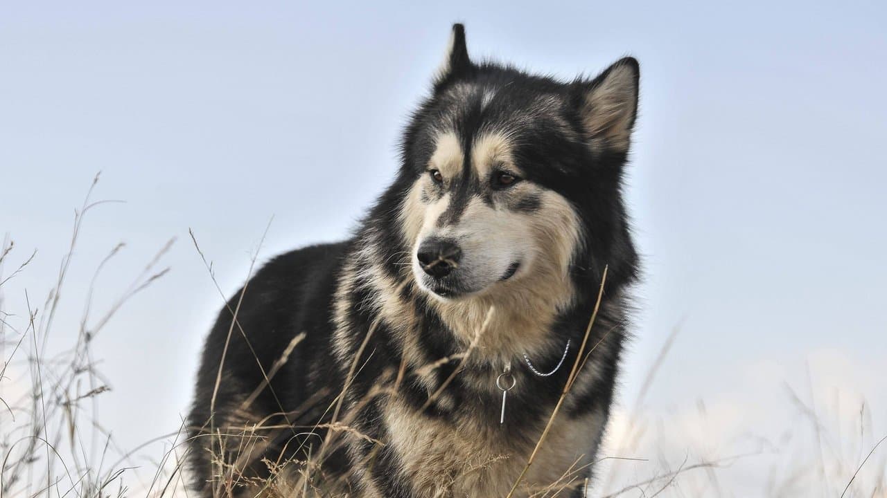 Uma Aventura Animal 2