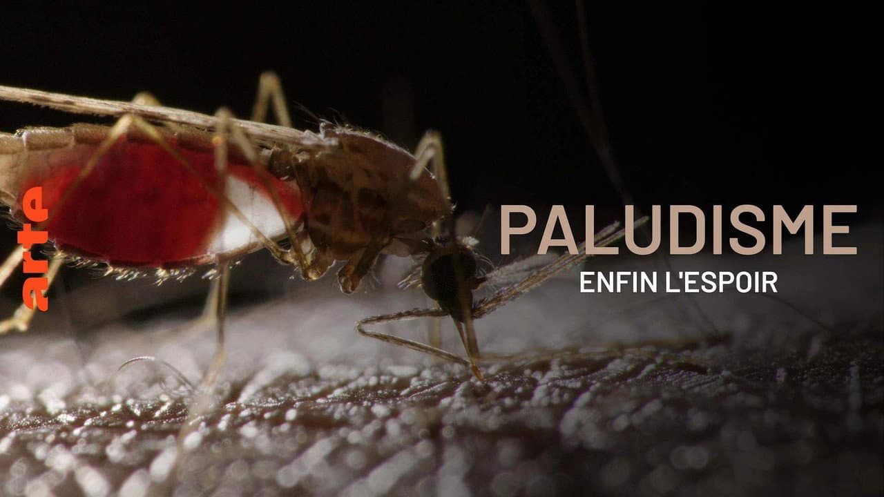 Paludisme, enfin l'espoir