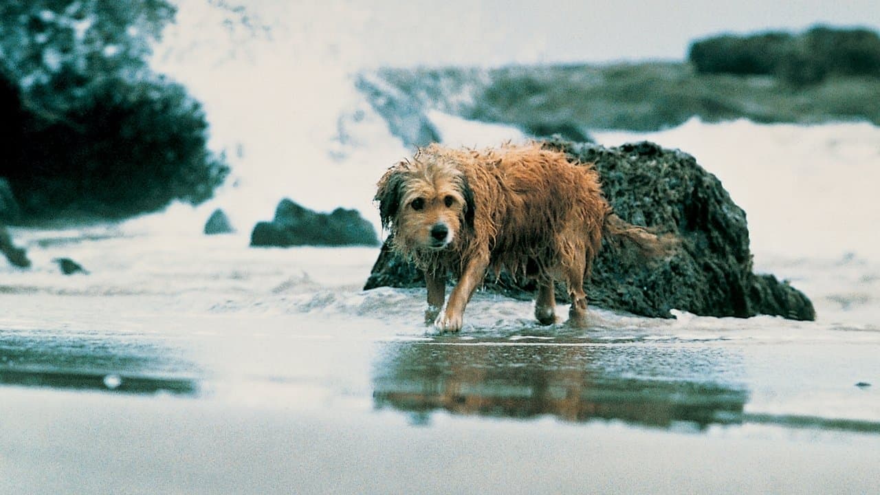 Benji - Um Cão Desafia a Selva