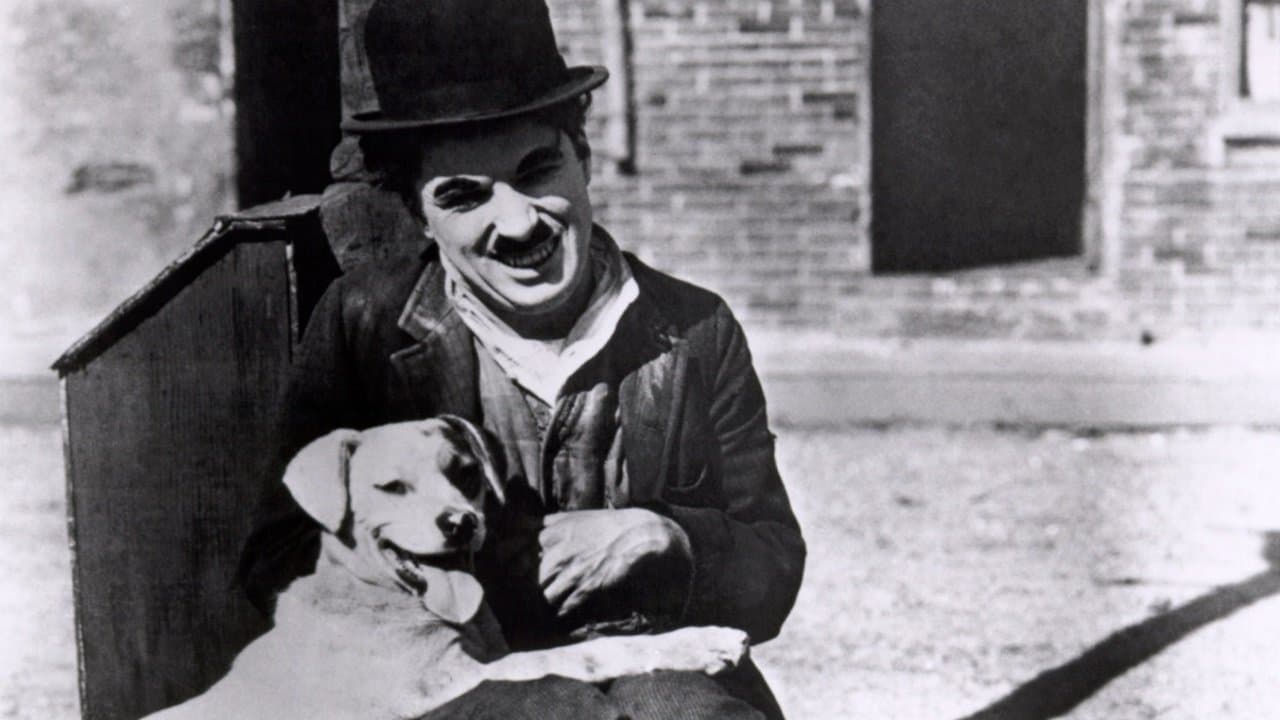 Vida de Cachorro