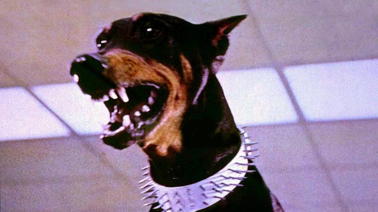 A Gangue dos Dobermans