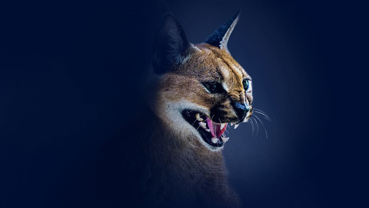 Felinos Extraordinários