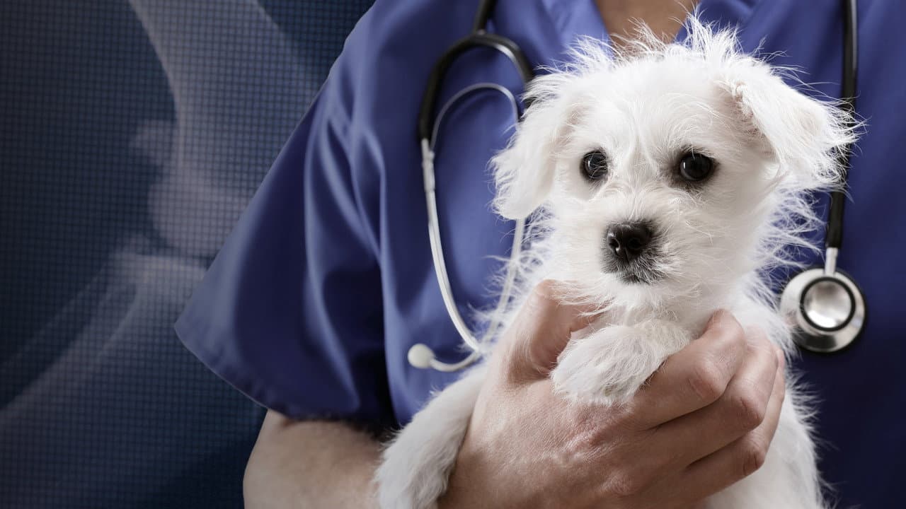 Acredite: Eu Sou Veterinário