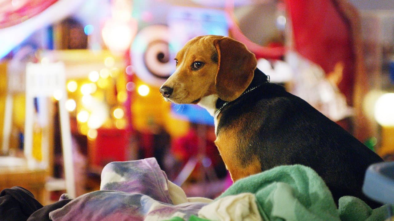 Shelby: O Cão Que Salvou o Natal