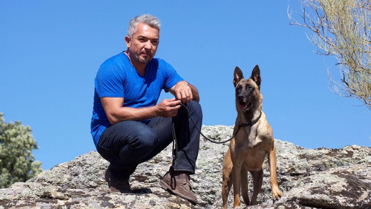 O Melhor Amigo do Cão