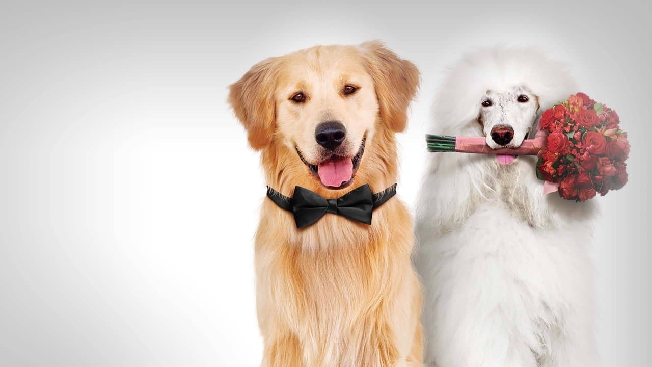 Um Cãoto de Natal