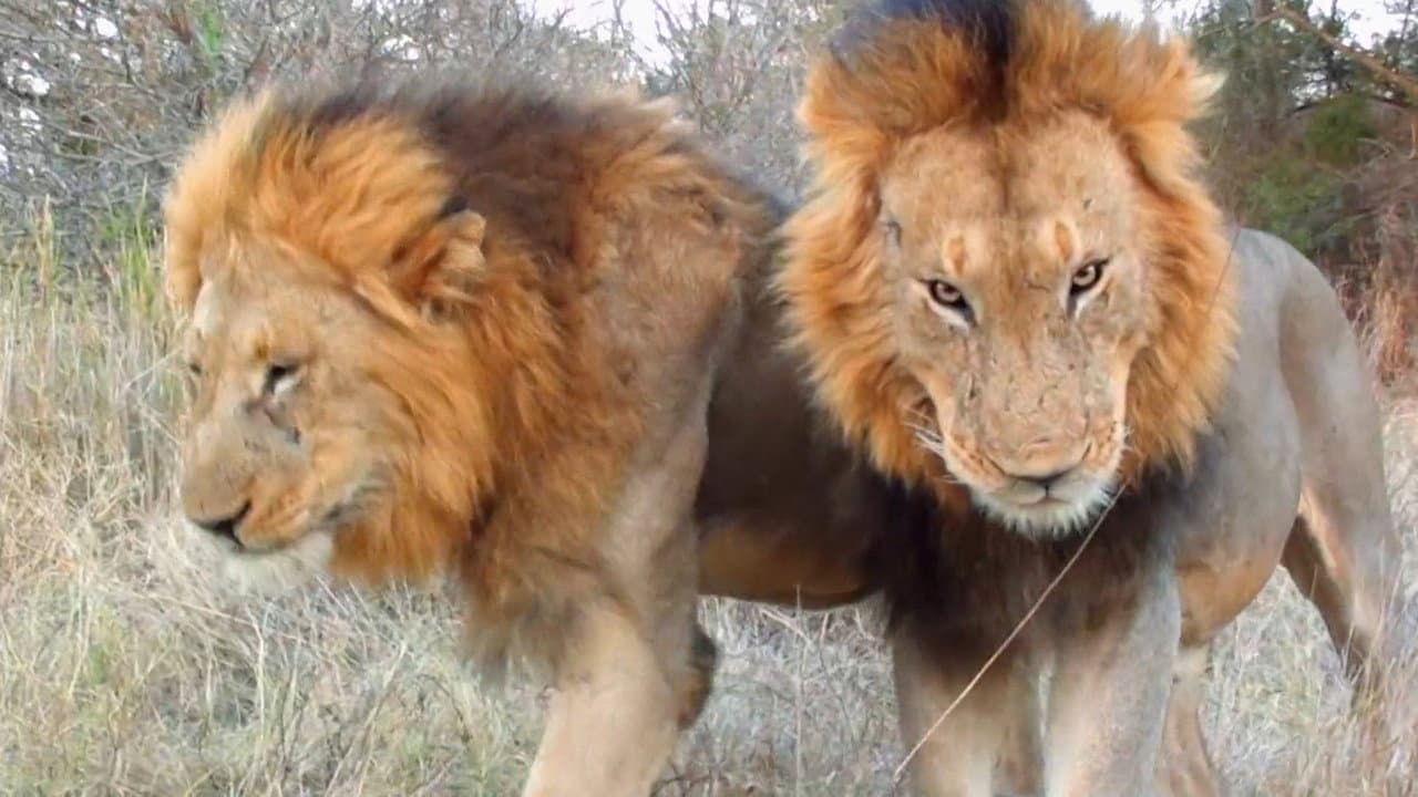 Cecil: O Legado de um Rei