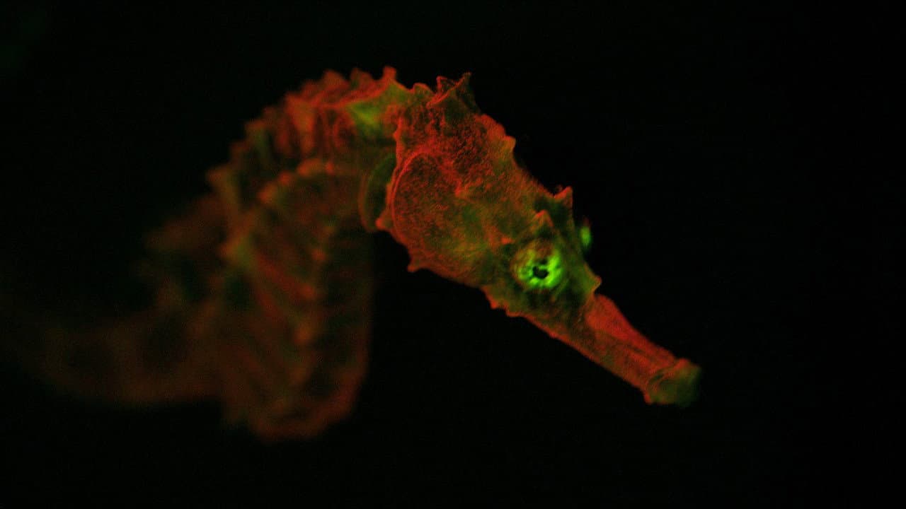 Creatures of Light