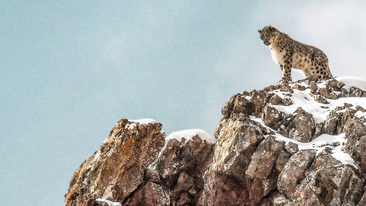 O Leopardo das Neves