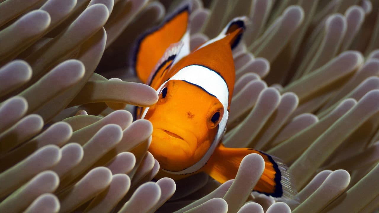 Planeta Azul