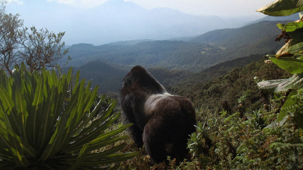 A História de Um Gorila com David Attenborough