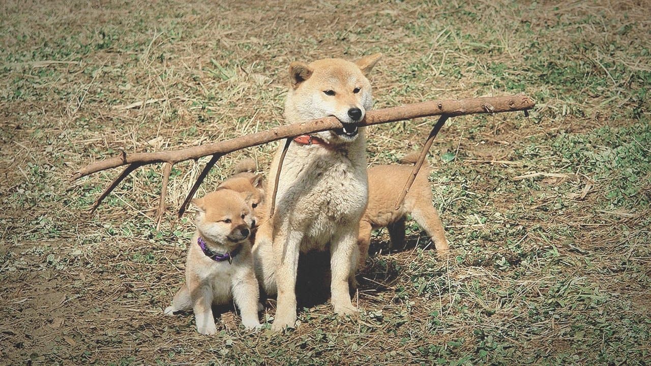 Mari E Os Seus Três Filhotes