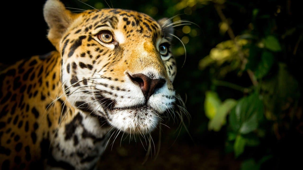 Grandes Felinos
