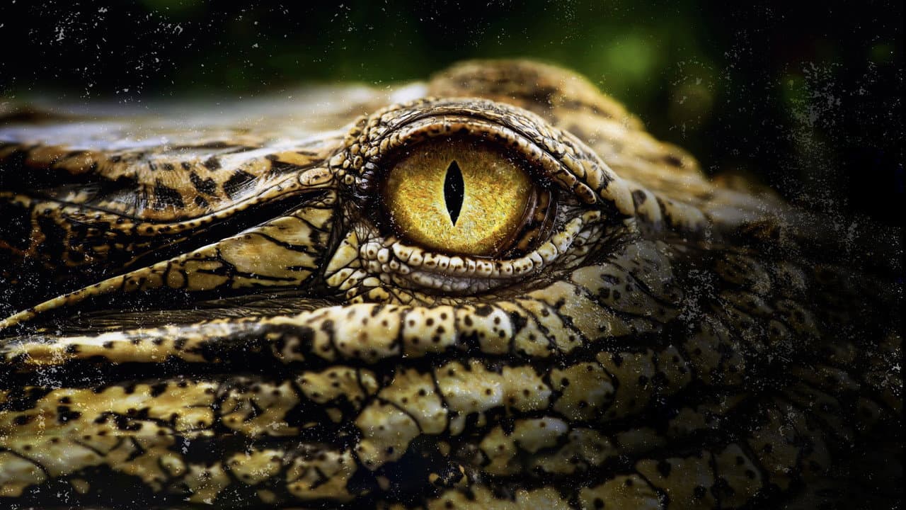 A Verdadeira Natureza dos Crocodilos