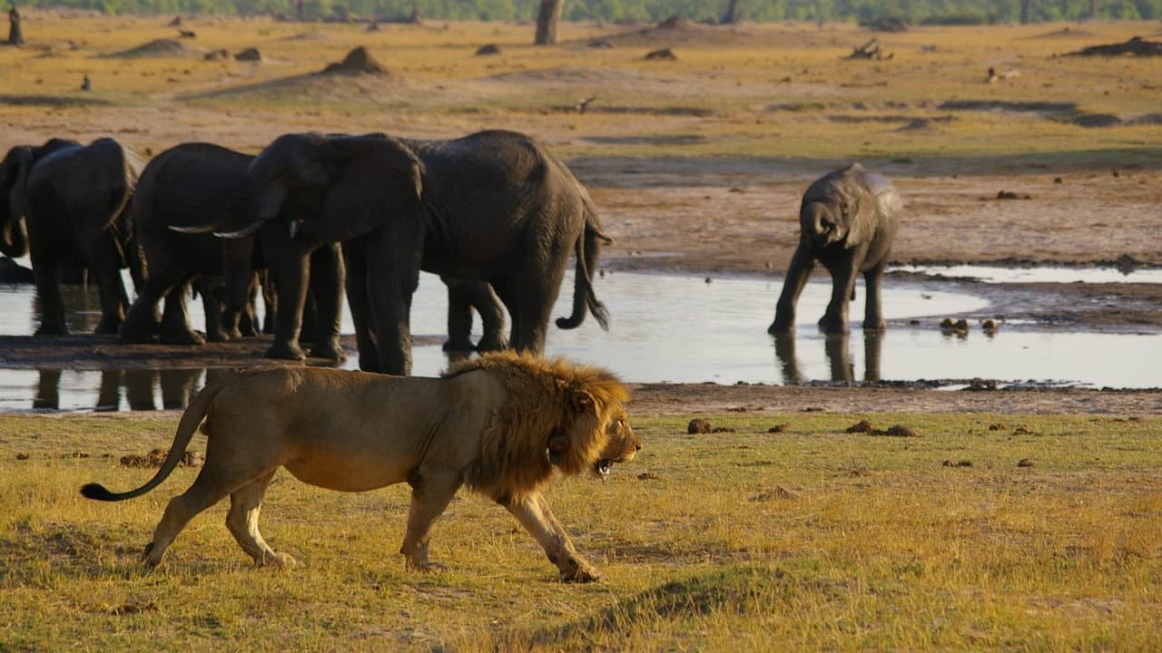 Joubert e Grandes Felinos