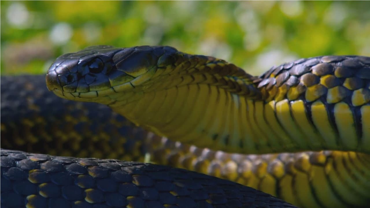 Ilha das Cobras