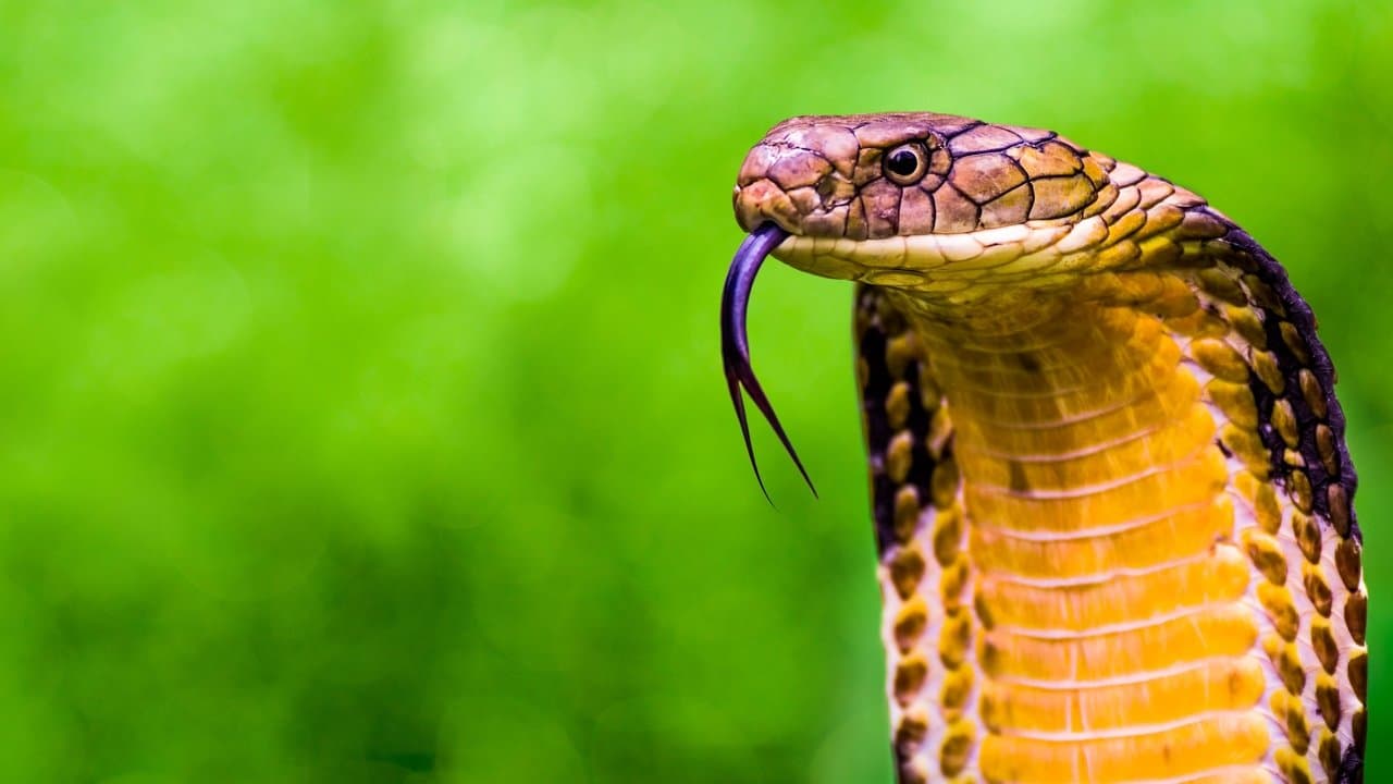 Os Segredos da Cobra Real
