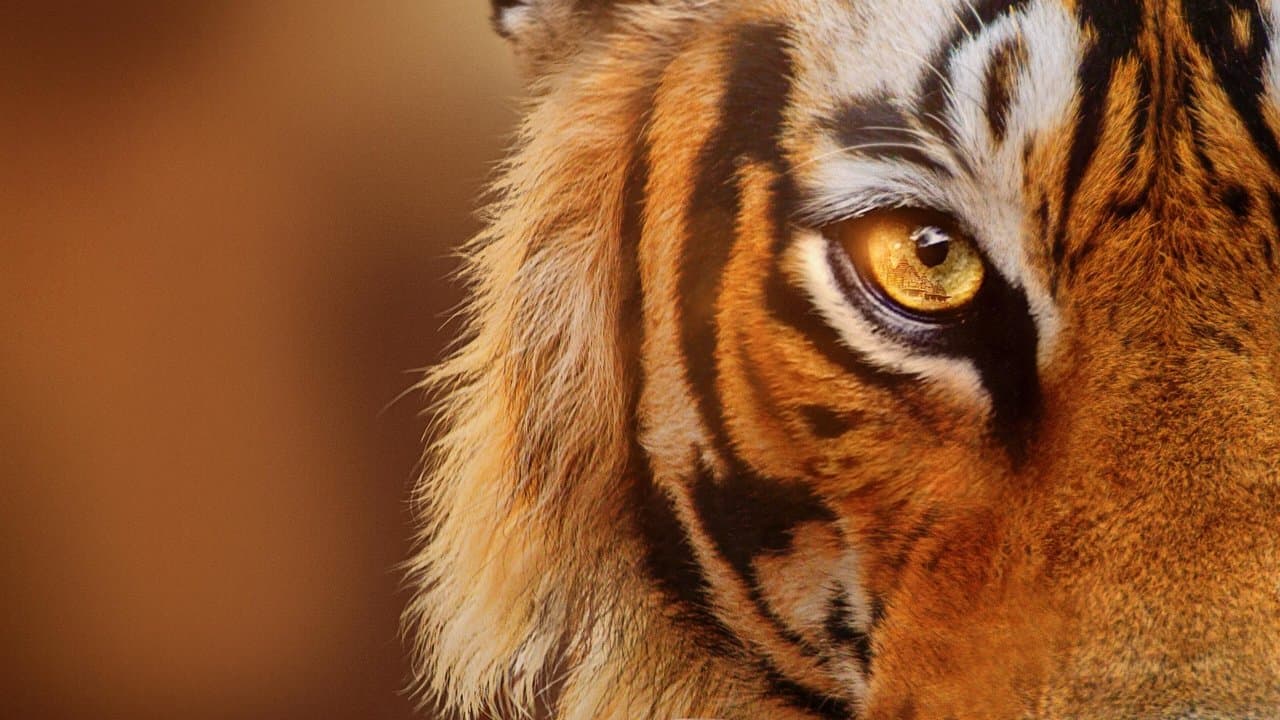 Tigres em Ascensão