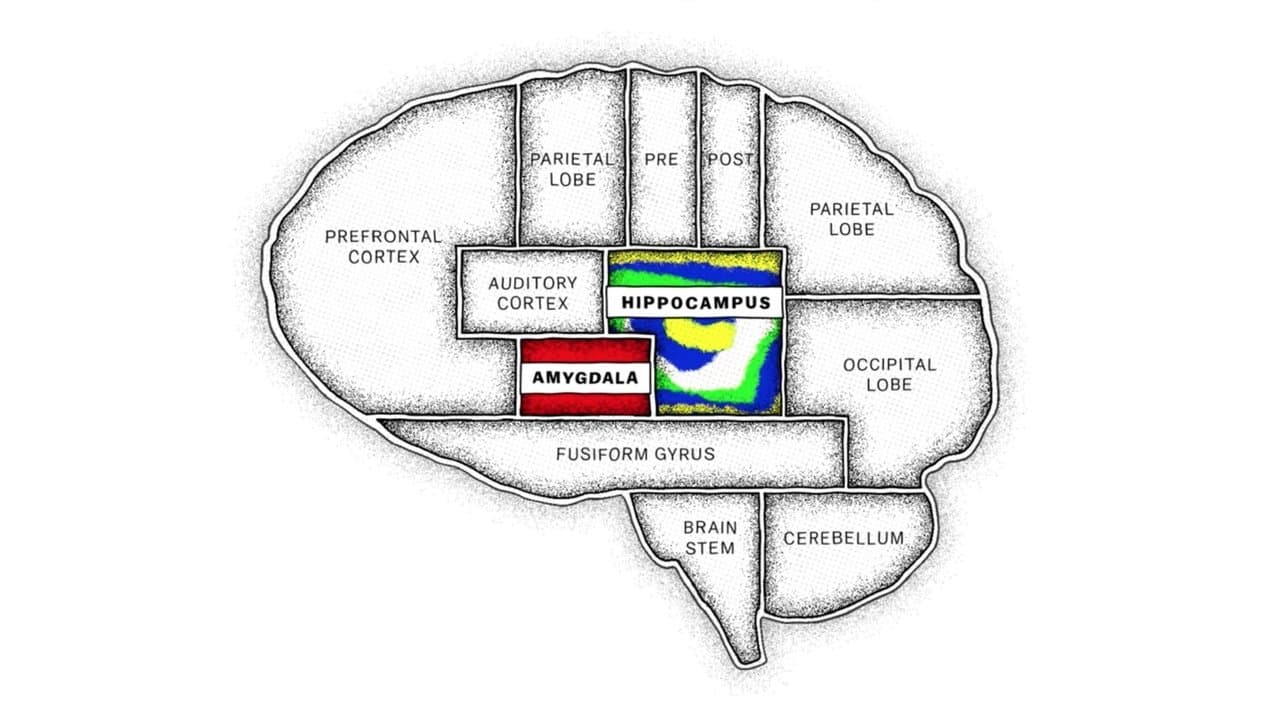 Explicando: A Mente