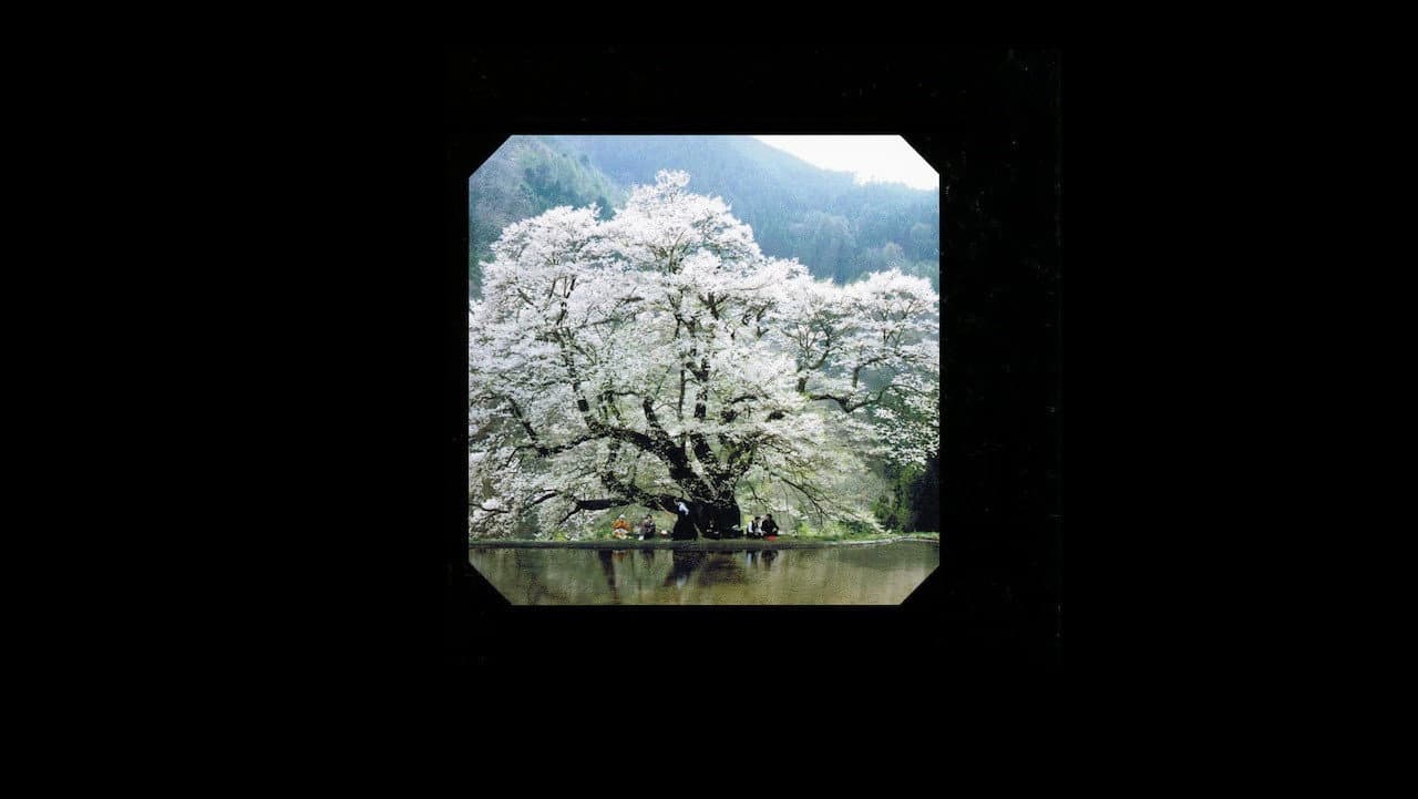 美式天然
