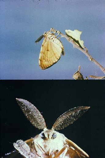 La lagarta