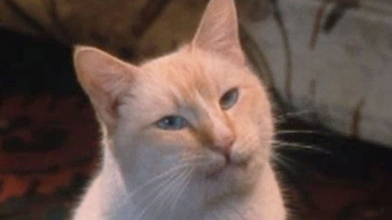O Gato Mais Rico do Mundo