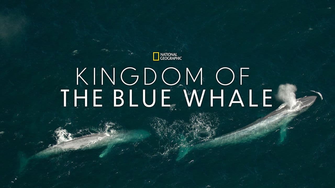 O Reino da Baleia Azul