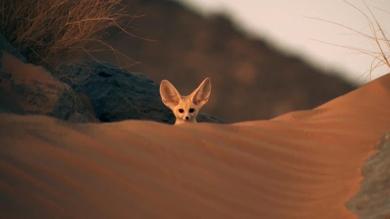 BBC - Animais Super Fofos