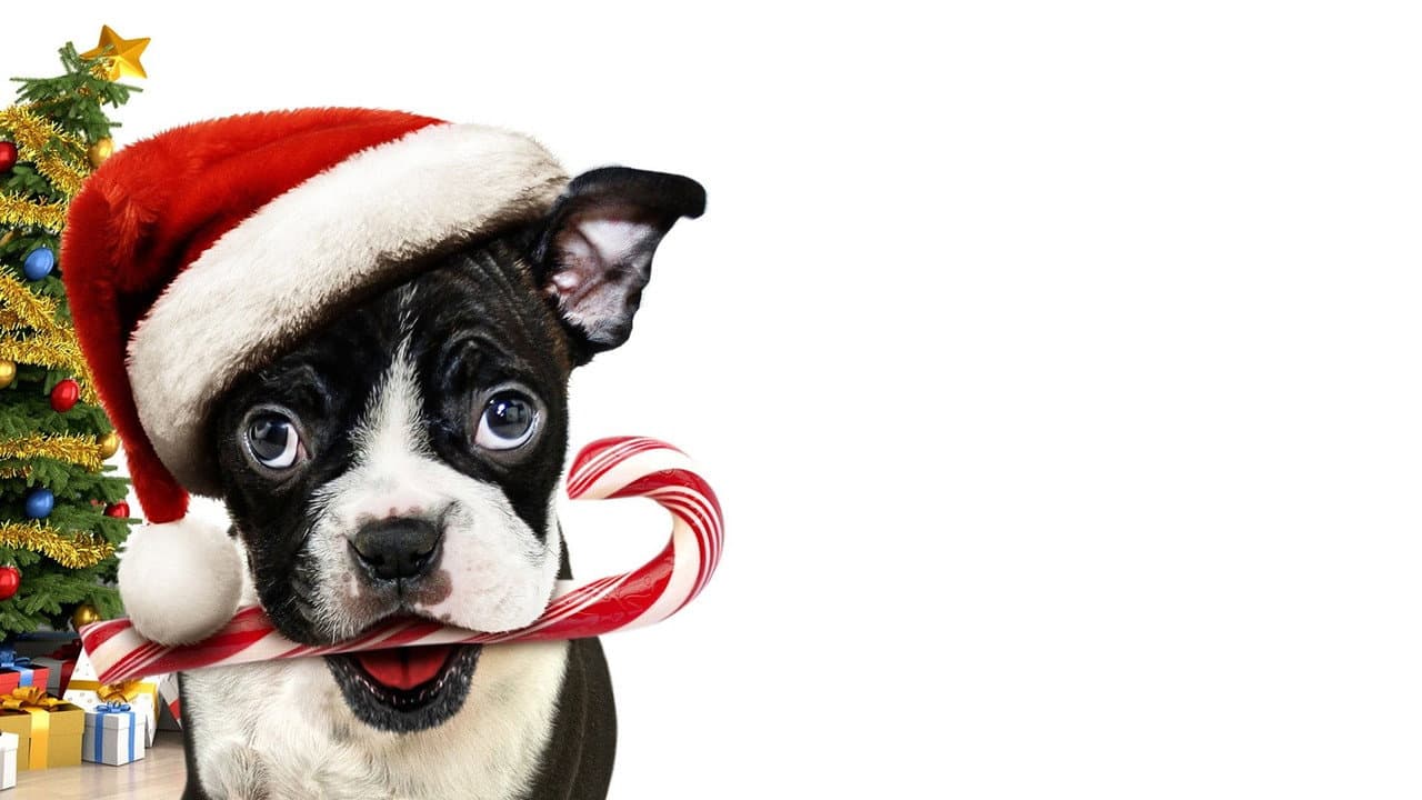 Sozinho no Natal
